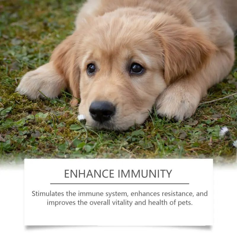 Yegbong Dog Food Supplement with Sorbitol and Erythritol for Canine Wellness - Image 4
