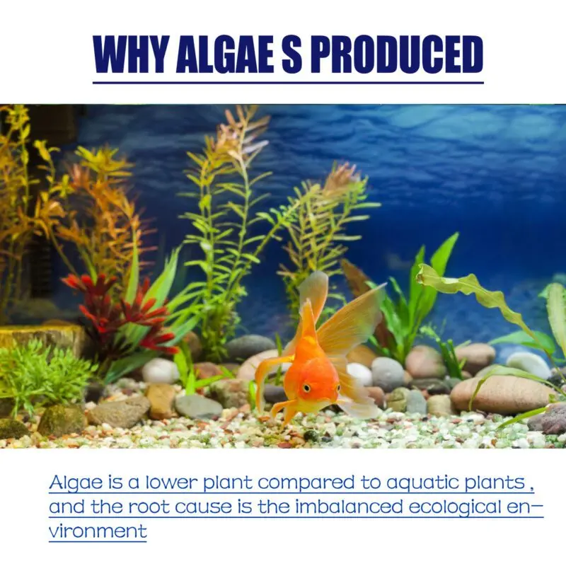 Yegbong Dealgal Aquarium Algae Remover - Fish Tank Cleaner for Moss and Green Water Control - Image 6