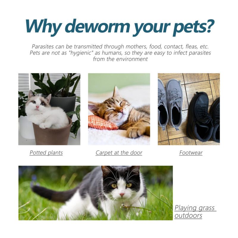 Yegbong Pet Flea & Tick Defense Drops - Natural Topical Treatment for Cats & Dogs - Image 4